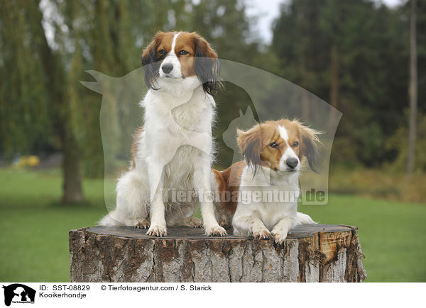 Kooikerhondje / Kooikerhondje / SST-08829