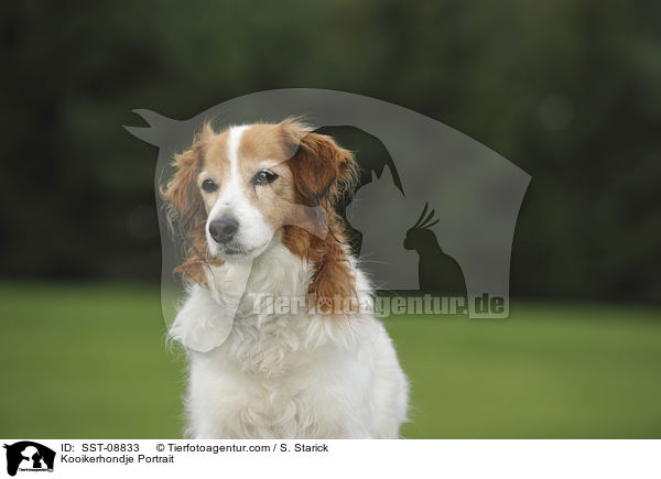 Kooikerhondje Portrait / Kooikerhondje Portrait / SST-08833