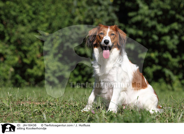 sitzender Kooikerhondje / sitting Kooikerhondje / JH-16436