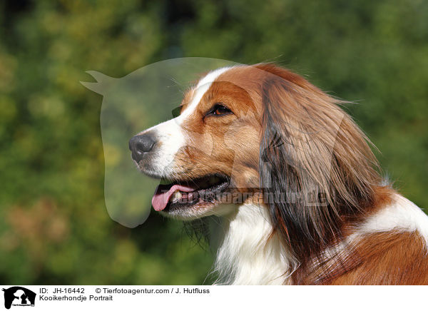 Kooikerhondje Portrait / Kooikerhondje Portrait / JH-16442