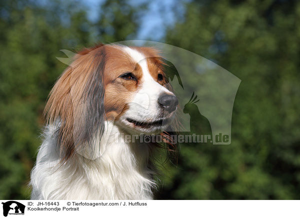 Kooikerhondje Portrait / Kooikerhondje Portrait / JH-16443