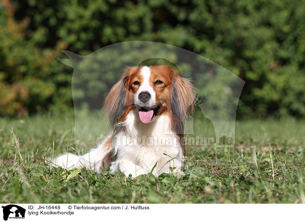 liegender Kooikerhondje / lying Kooikerhondje / JH-16448