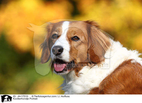 Kooikerhondje Portrait / Kooikerhondje Portrait / JH-17510