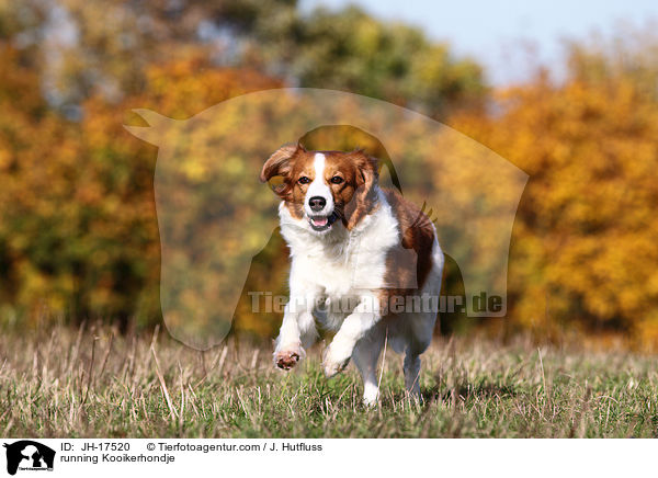 running Kooikerhondje / JH-17520