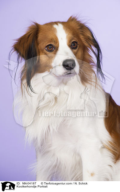 Kooikerhondje Portrait / Kooikerhondje Portrait / NN-04187