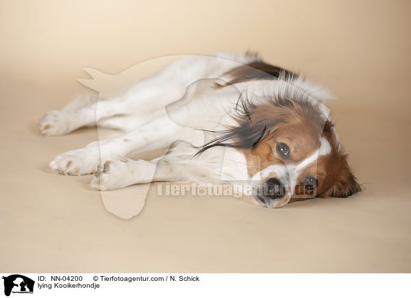 liegender Kooikerhondje / lying Kooikerhondje / NN-04200