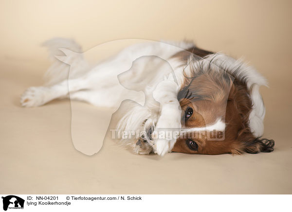 lying Kooikerhondje / NN-04201