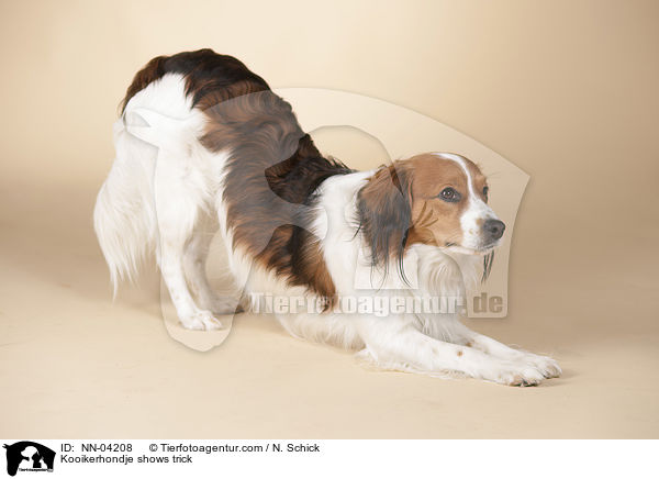 Kooikerhondje shows trick / NN-04208