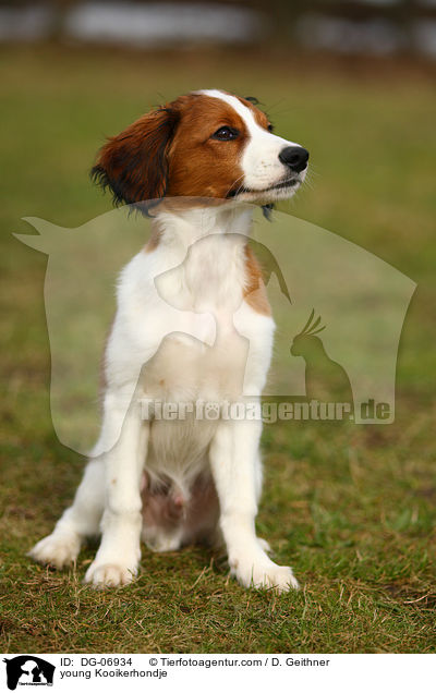 junger Kooikerhondje / young Kooikerhondje / DG-06934