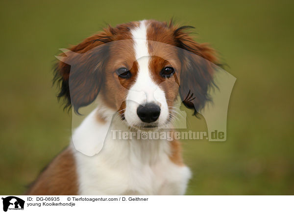 junger Kooikerhondje / young Kooikerhondje / DG-06935