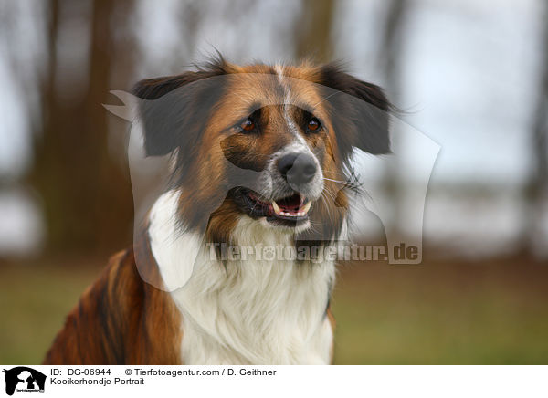 Kooikerhondje Portrait / Kooikerhondje Portrait / DG-06944