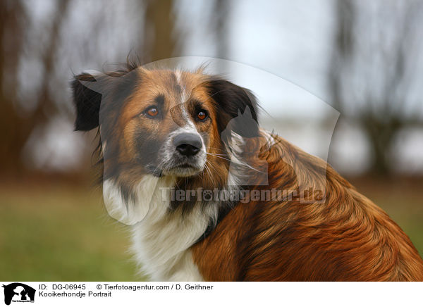 Kooikerhondje Portrait / Kooikerhondje Portrait / DG-06945