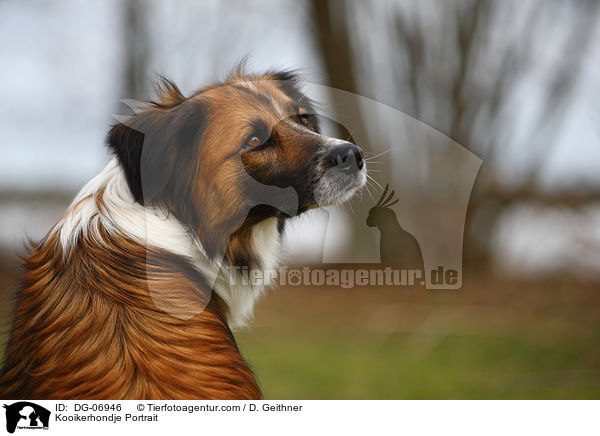 Kooikerhondje Portrait / Kooikerhondje Portrait / DG-06946