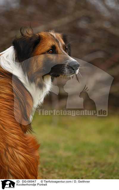 Kooikerhondje Portrait / Kooikerhondje Portrait / DG-06947