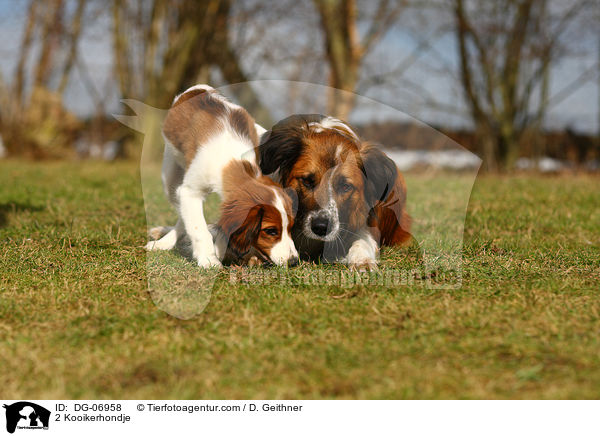 2 Kooikerhondje / 2 Kooikerhondje / DG-06958