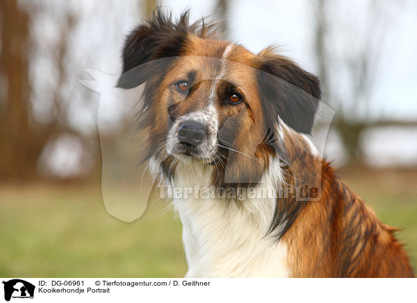 Kooikerhondje Portrait / DG-06961