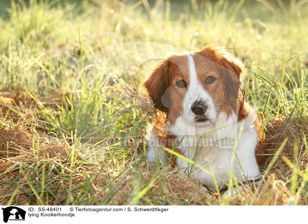 liegender Kooikerhondje / lying Kooikerhondje / SS-48401