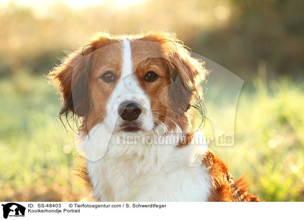 Kooikerhondje Portrait / Kooikerhondje Portrait / SS-48403