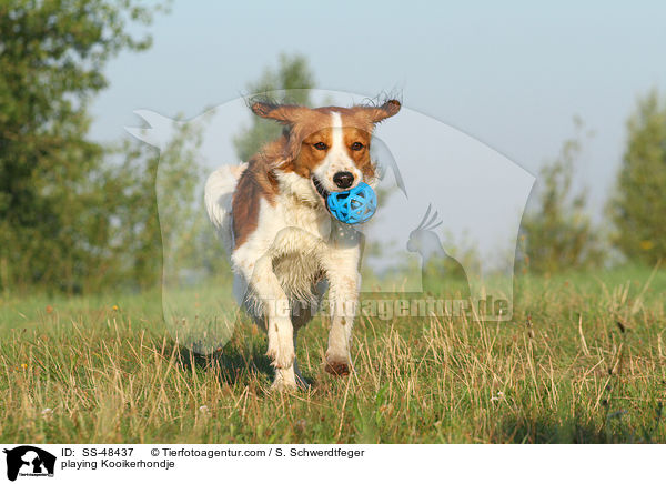 spielender Kooikerhondje / playing Kooikerhondje / SS-48437