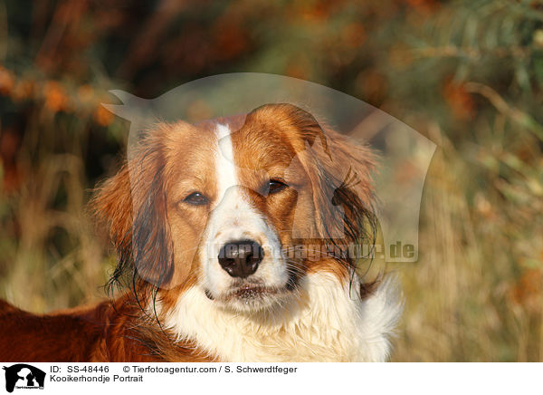 Kooikerhondje Portrait / Kooikerhondje Portrait / SS-48446