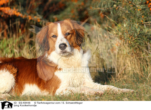 liegender Kooikerhondje / lying Kooikerhondje / SS-48448