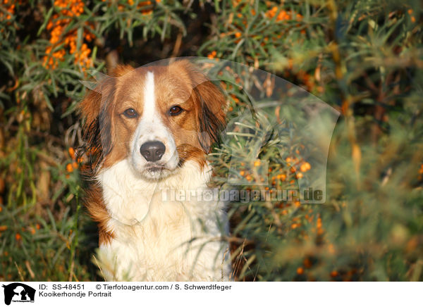 Kooikerhondje Portrait / Kooikerhondje Portrait / SS-48451