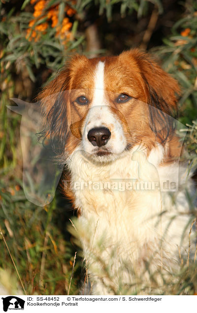 Kooikerhondje Portrait / SS-48452