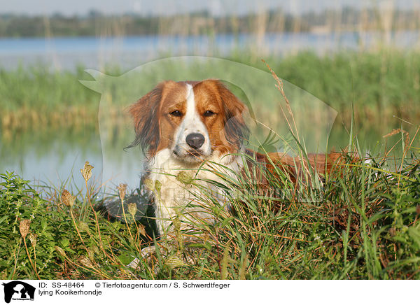 liegender Kooikerhondje / lying Kooikerhondje / SS-48464