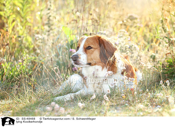 liegender Kooikerhondje / lying Kooikerhondje / SS-48468