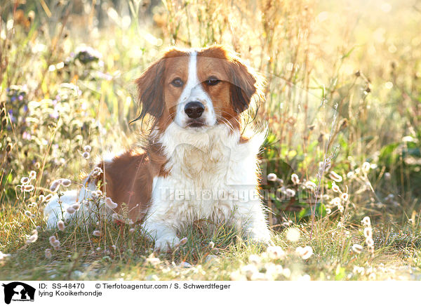 liegender Kooikerhondje / lying Kooikerhondje / SS-48470