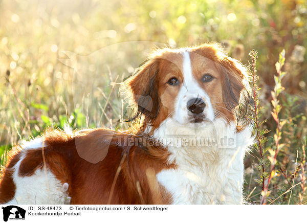 Kooikerhondje Portrait / Kooikerhondje Portrait / SS-48473