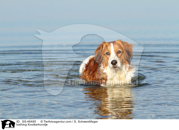 badender Kooikerhondje / bathing Kooikerhondje / SS-48485