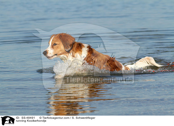 rennender Kooikerhondje / running Kooikerhondje / SS-48491