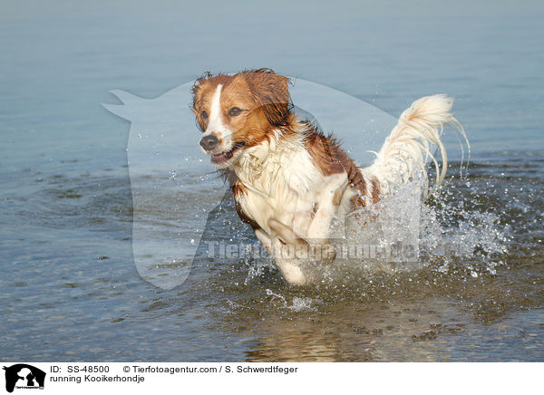 rennender Kooikerhondje / running Kooikerhondje / SS-48500