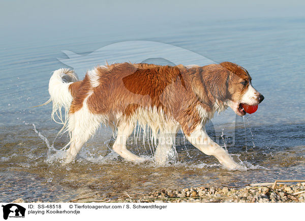 spielender Kooikerhondje / playing Kooikerhondje / SS-48518