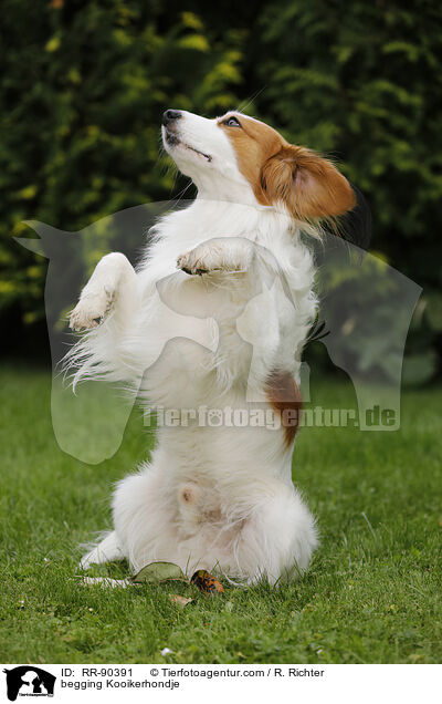 Kooikerhondje macht Mnnchen / begging Kooikerhondje / RR-90391