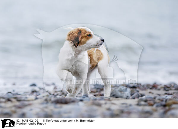 Kooikerhondje Welpe / Kooikerhondje Puppy / MAB-02106