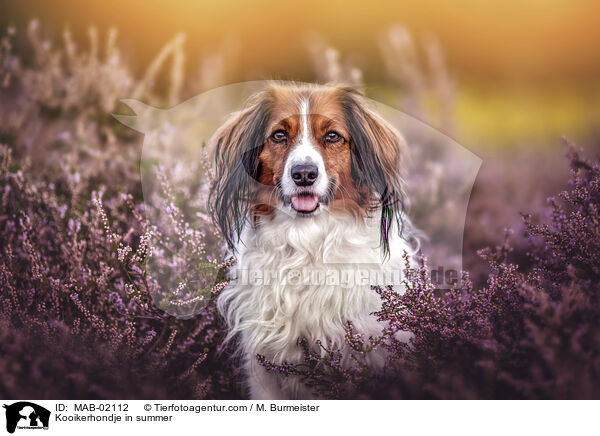 Kooikerhondje im Sommer / Kooikerhondje in summer / MAB-02112