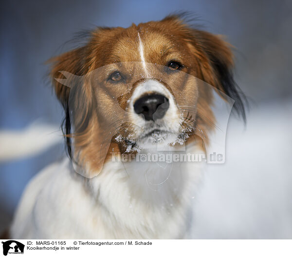 Kooikerhondje im Winter / Kooikerhondje in winter / MARS-01165