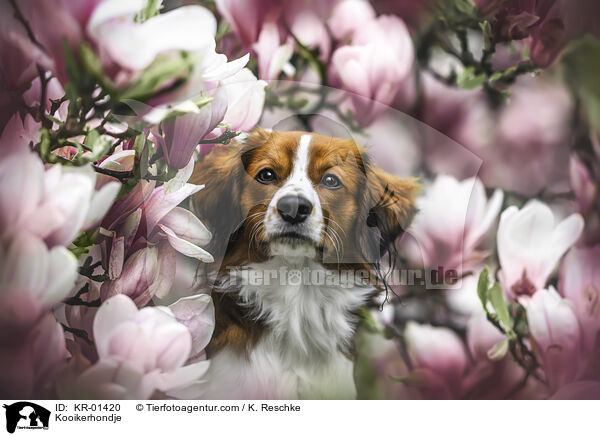 Kooikerhondje / Kooikerhondje / KR-01420