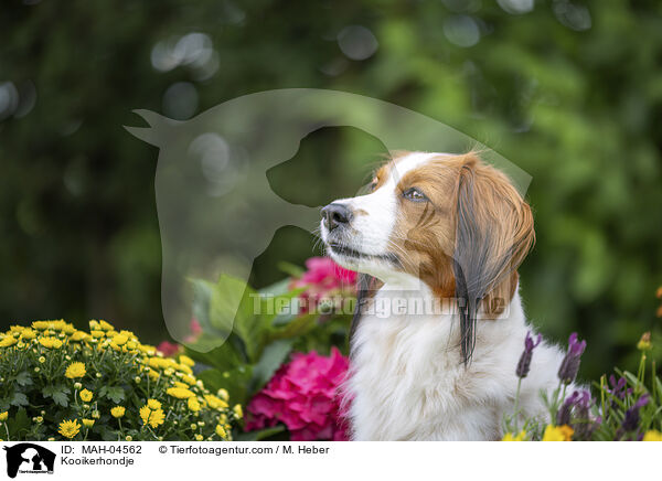 Kooikerhondje / Kooikerhondje / MAH-04562