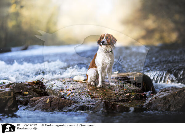 Kooikerhondje / Kooikerhondje / JQ-02052