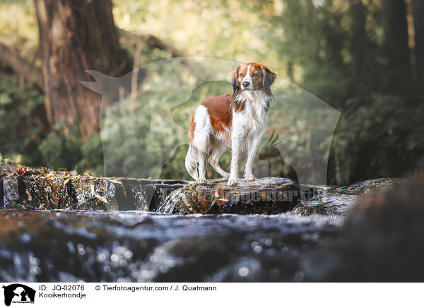 Kooikerhondje / Kooikerhondje / JQ-02076