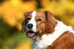 Kooikerhondje Portrait