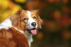 Kooikerhondje Portrait