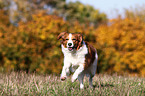 running Kooikerhondje