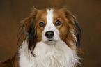 Kooikerhondje Portrait