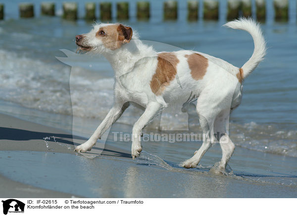 Kromfohrlnder am Strand / Kromfohrlnder on the beach / IF-02615