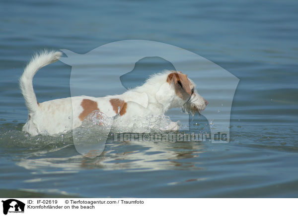 Kromfohrlnder am Strand / Kromfohrlnder on the beach / IF-02619