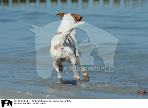 Kromfohrlnder am Strand / Kromfohrlnder on the beach / IF-02622